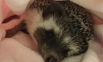 Ako prilákať Hedgehog na stránku, jasný len pre 4 kroky
